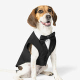 Black Dog Tuxedo