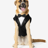 Black Dog Tuxedo